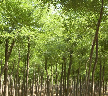 永川國槐