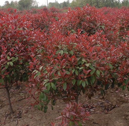 東莞紅葉石楠