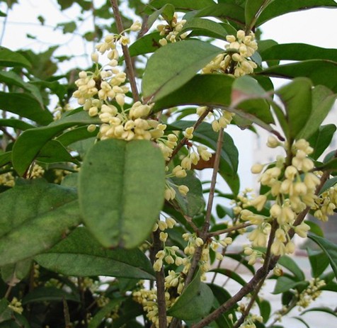 葫蘆島葫蘆島桂花哪家好